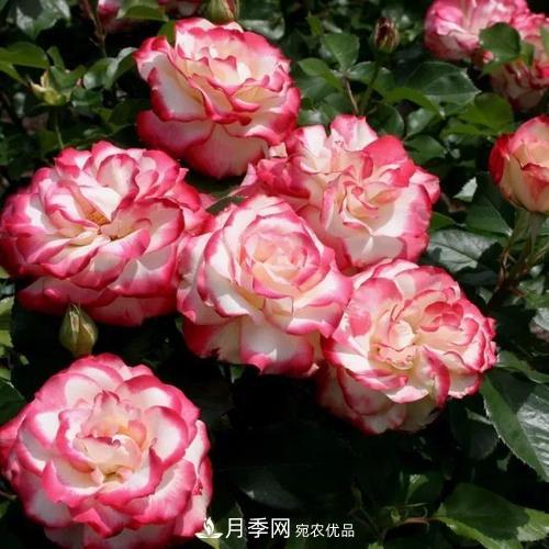 養月季5年，總結出4種盆栽月季，好看又好看驚艷時(shí)光(圖5)