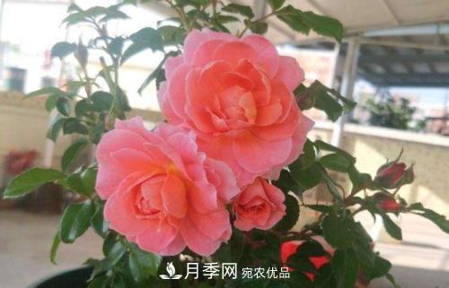 養月季5年，總結出4種盆栽月季，好看又好看驚艷時(shí)光(圖2)