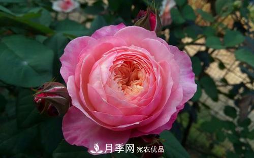 養月季5年，總結出4種盆栽月季，好看又好看驚艷時(shí)光(圖3)