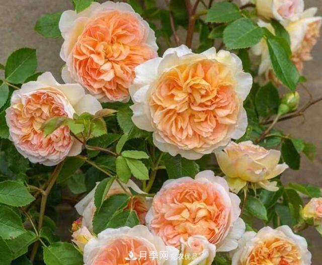 月季花什么品種好看？9大驚艷花友的月季品種(圖1)