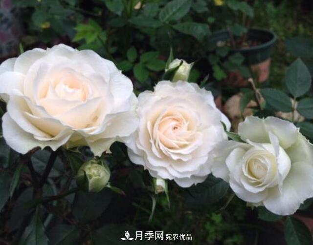 月季花什么品種好看？9大驚艷花友的月季品種(圖2)