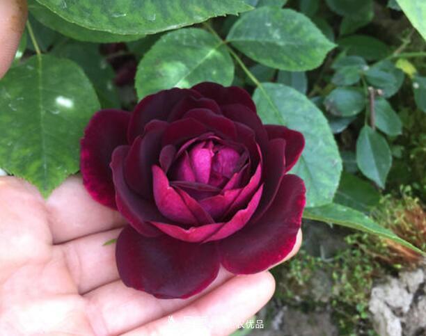 月季花什么品種好看？9大驚艷花友的月季品種(圖4)