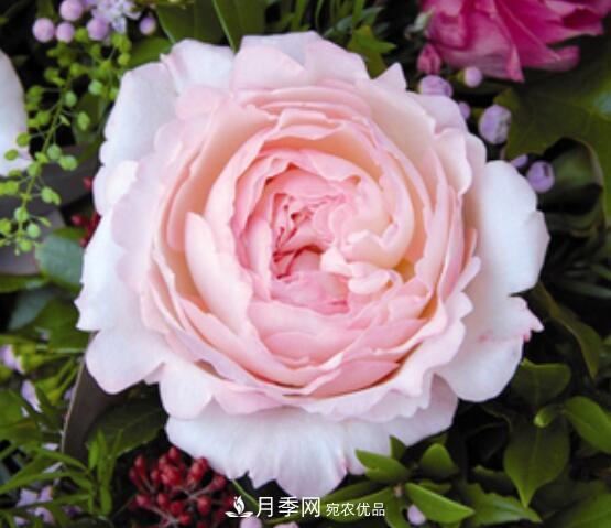 月季花什么品種好看？9大驚艷花友的月季品種(圖5)