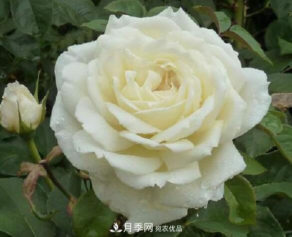 月季花什么品種好看？9大驚艷花友的月季品種(圖7)
