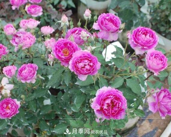 月季花什么品種好看？9大驚艷花友的月季品種(圖8)