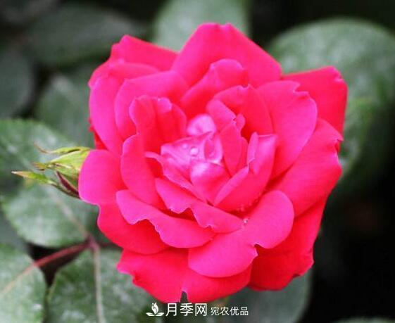 月季花什么品種好看？9大驚艷花友的月季品種(圖9)