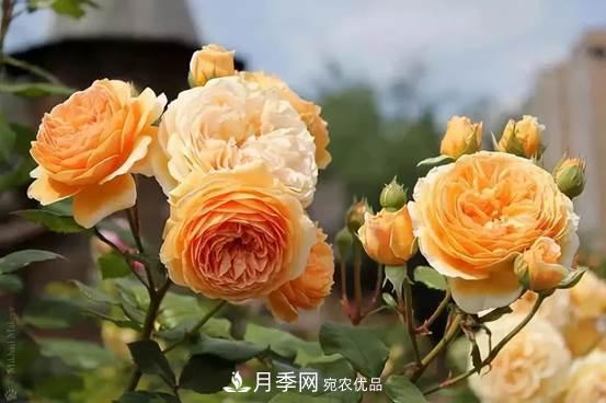 月季品種總結大全，詳細的月季品種選擇(圖3)