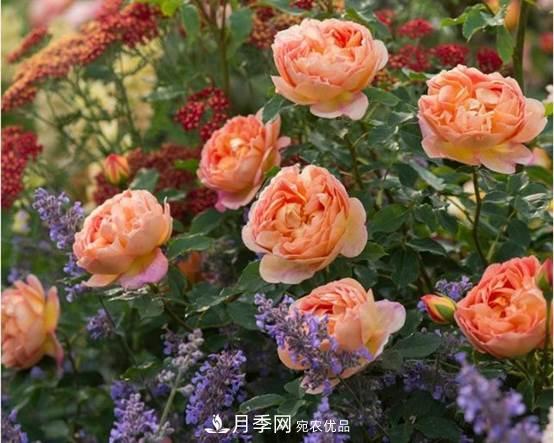 月季品種總結大全，詳細的月季品種選擇(圖1)