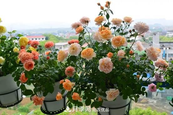 月季品種總結大全，詳細的月季品種選擇(圖2)