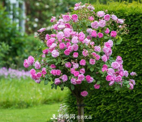 多種選擇，樹(shù)狀月季用什么樹(shù)做樹(shù)樁比較好？(圖4)