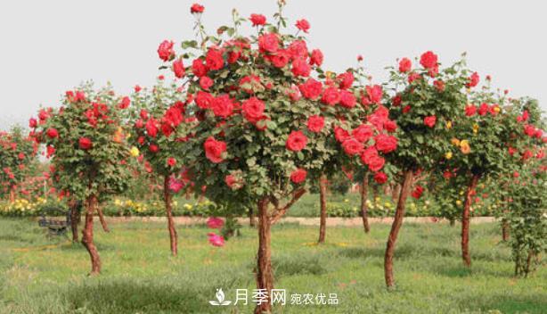 多種選擇，樹(shù)狀月季用什么樹(shù)做樹(shù)樁比較好？(圖2)