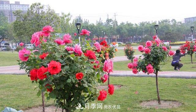 樹(shù)狀月季耐寒易栽種，樹(shù)狀月季該如何養護？(圖1)