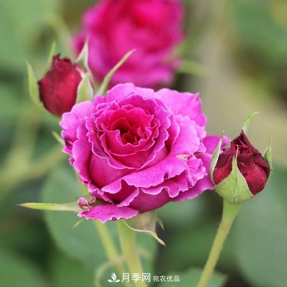 8款冷門(mén)月季，表現特別好，但是養的人不多(圖6)