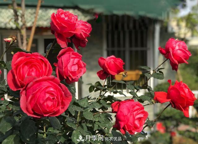 8款冷門(mén)月季，表現特別好，但是養的人不多(圖9)