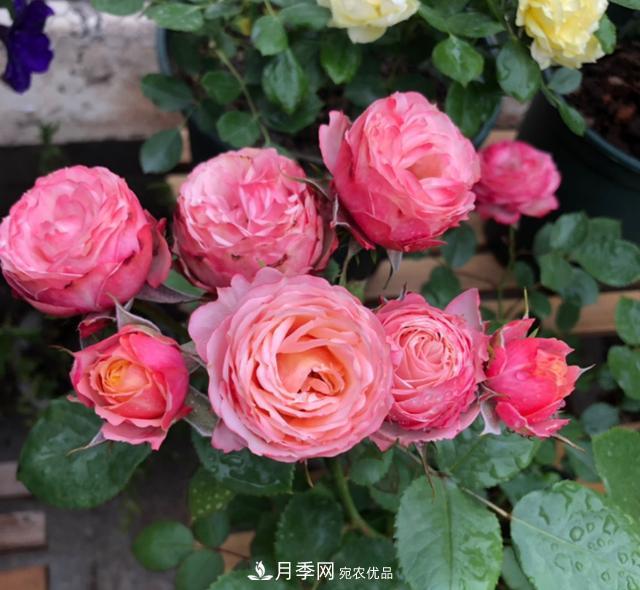 8款冷門(mén)月季，表現特別好，但是養的人不多(圖4)