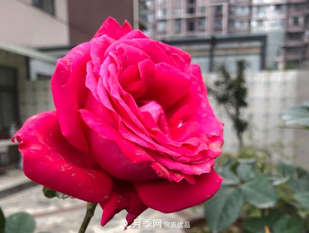 8款冷門(mén)月季，表現特別好，但是養的人不多(圖8)