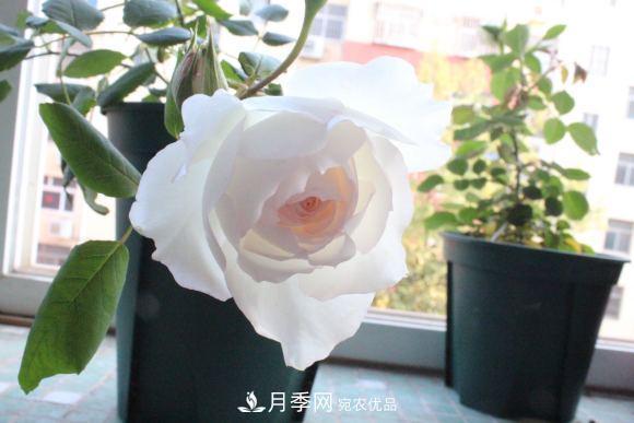 8款冷門(mén)月季，表現特別好，但是養的人不多(圖10)