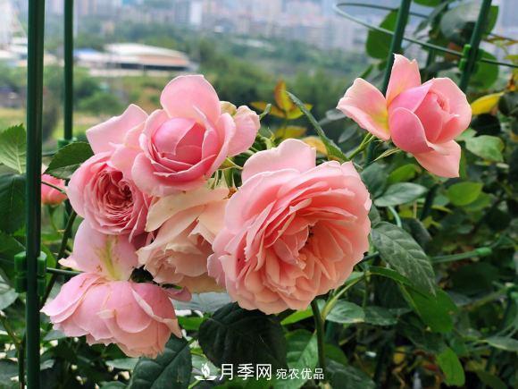 8款冷門(mén)月季，表現特別好，但是養的人不多(圖5)
