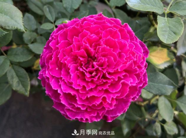 8款冷門(mén)月季，表現特別好，但是養的人不多(圖7)