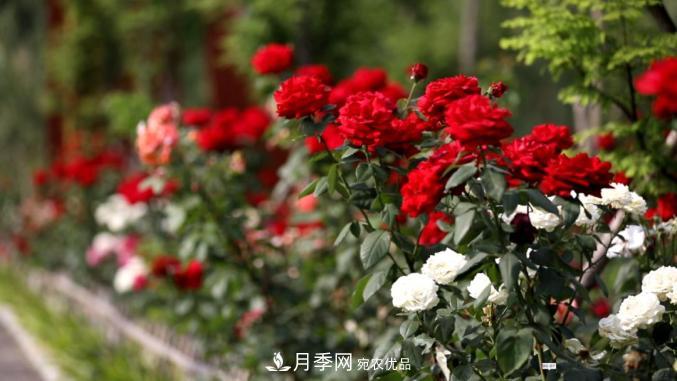 初夏，于山東梁山縣濱河大道邂逅月季花海(圖3)