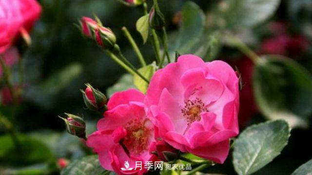 藤本月季的修剪辦法？(圖1)