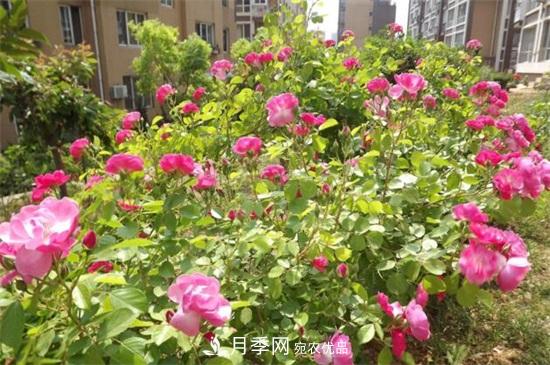 藤本月季怎么爬藤，修剪得當正確牽引(圖1)