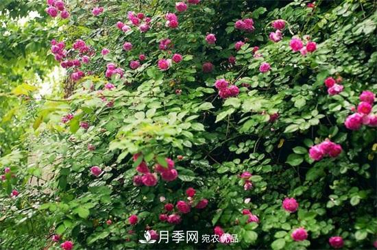 藤本月季怎么爬藤，修剪得當正確牽引(圖3)