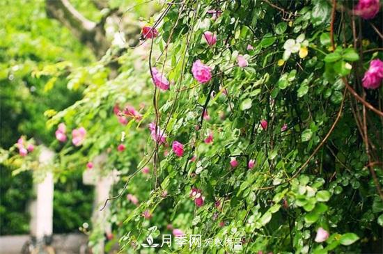 藤本月季怎么爬藤，修剪得當正確牽引(圖4)