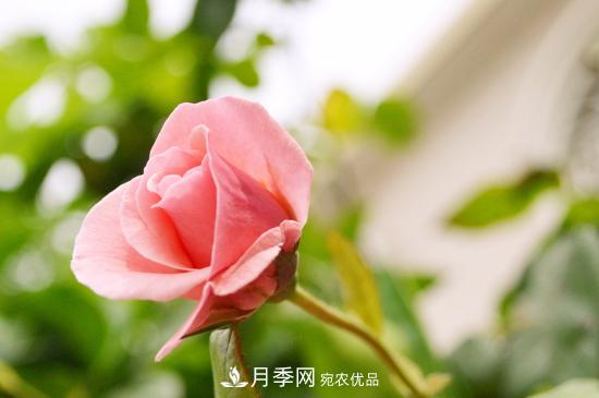 月季直接土插能生根嗎？扦插辦法(圖3)