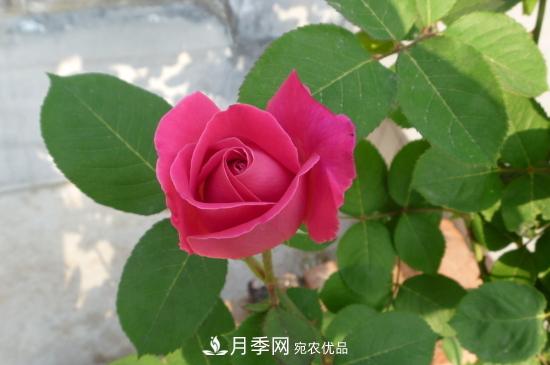月季直接土插能生根嗎？扦插辦法(圖1)