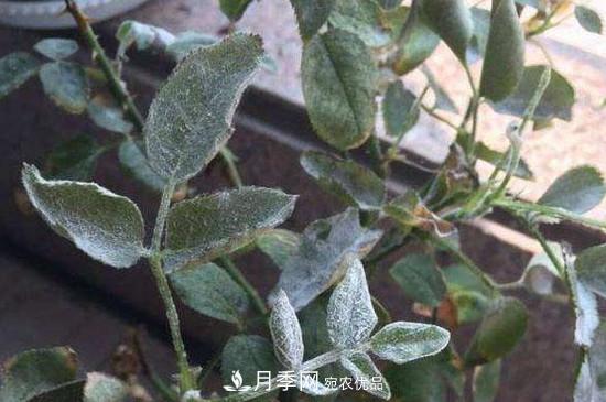 月季白粉病怎么治？月季白粉病的治療方法(圖1)