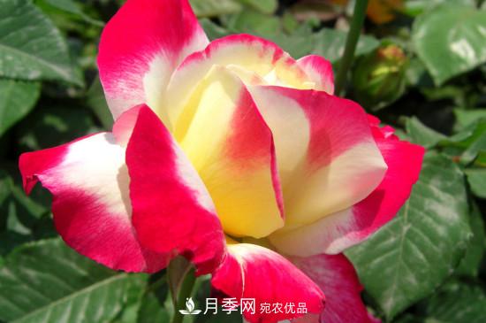 月季白粉病怎么治？月季白粉病的治療方法(圖2)