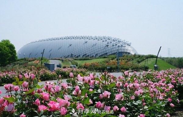 上海辰山植物園月季花海，五一迎來(lái)***佳觀(guān)賞期(圖2)