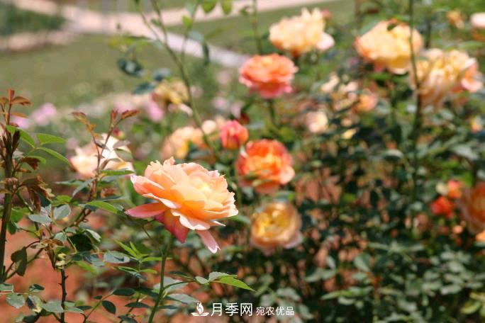 萬(wàn)紫千紅！湖南益陽(yáng)安化“茶鄉花?！痹录臼㈤_(kāi)(圖1)