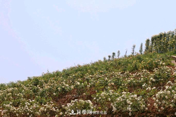 萬(wàn)紫千紅！湖南益陽(yáng)安化“茶鄉花?！痹录臼㈤_(kāi)(圖4)