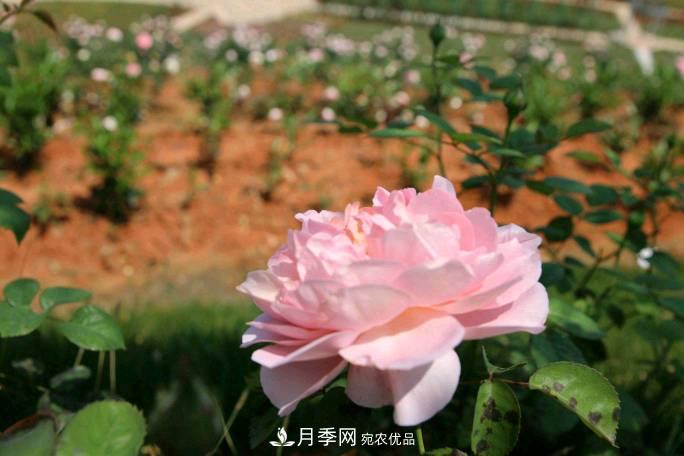 萬(wàn)紫千紅！湖南益陽(yáng)安化“茶鄉花?！痹录臼㈤_(kāi)(圖2)