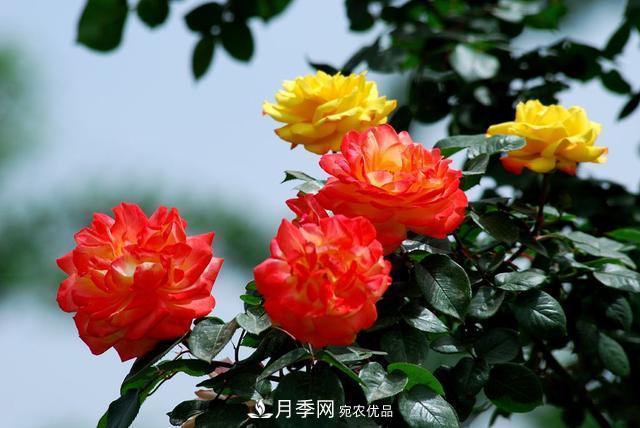月季全年12個(gè)月的養護指南，月季花會(huì )開(kāi)得又大又多！(圖1)