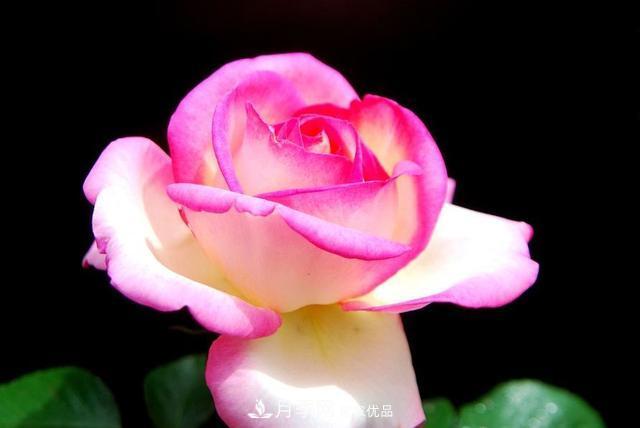 月季全年12個(gè)月的養護指南，月季花會(huì )開(kāi)得又大又多！(圖2)