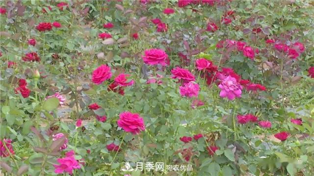河南安陽(yáng)林州：到這里來(lái)看月季花海(圖6)