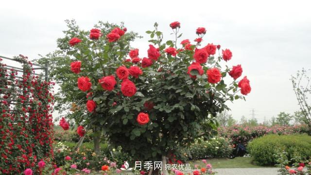 樹(shù)型月季好養嗎？比普通月季花強在哪里？適合家里養嗎(圖1)