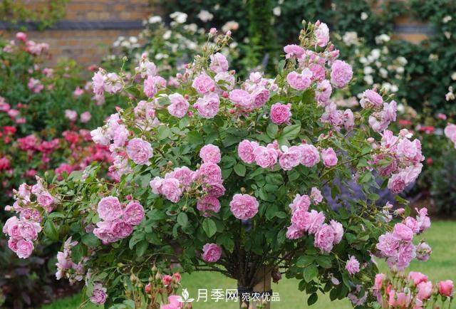 樹(shù)型月季好養嗎？比普通月季花強在哪里？適合家里養嗎(圖2)