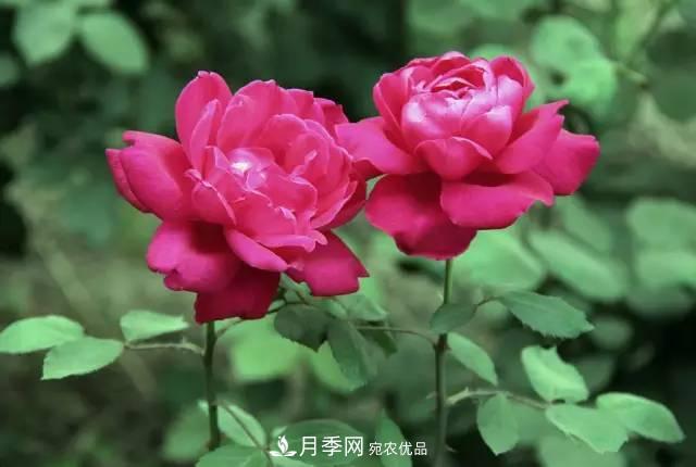 夏季月季休眠了？不要怕，這三步來(lái)叫醒它！(圖2)