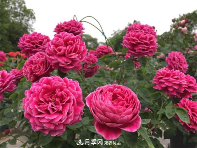 夏季月季休眠了？不要怕，這三步來(lái)叫醒它！(圖1)