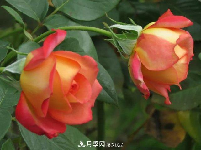 夏季月季休眠了？不要怕，這三步來(lái)叫醒它！(圖3)