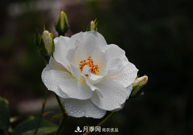 夏天月季不開(kāi)花，這個(gè)小訣竅讓你年年花朵爆滿(mǎn)盆！(圖1)