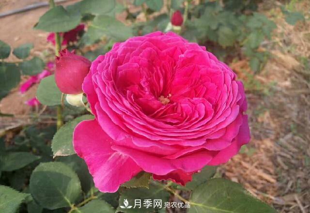 夏天月季不開(kāi)花，這個(gè)小訣竅讓你年年花朵爆滿(mǎn)盆！(圖2)