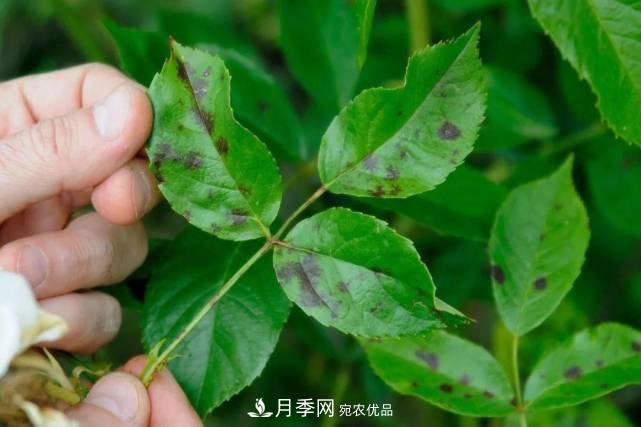 夏季月季常害這種病，梅雨季節尤其要注意！(圖1)