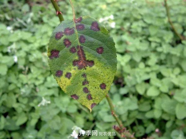 夏季月季常害這種病，梅雨季節尤其要注意！(圖2)