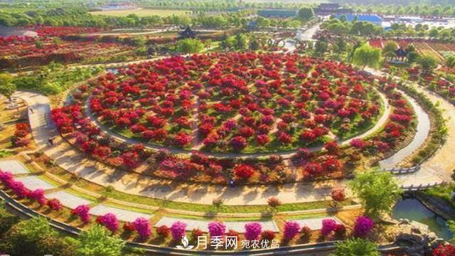 中國十大月季園盤(pán)點(diǎn)！賞月季不能錯過(guò)(圖2)