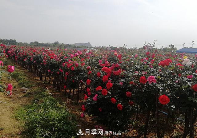 樹(shù)狀月季***新批發(fā)價(jià)格！風(fēng)靡高端月季市場(chǎng)的月季樹(shù)好在呢？(圖3)